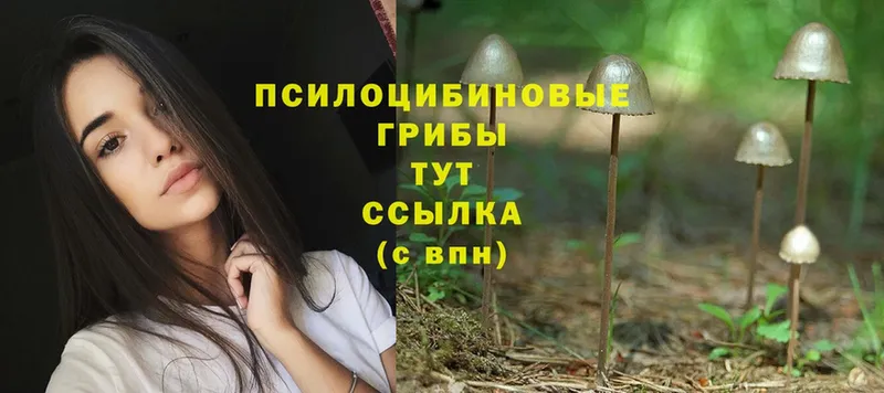 Галлюциногенные грибы Psilocybe  Амурск 